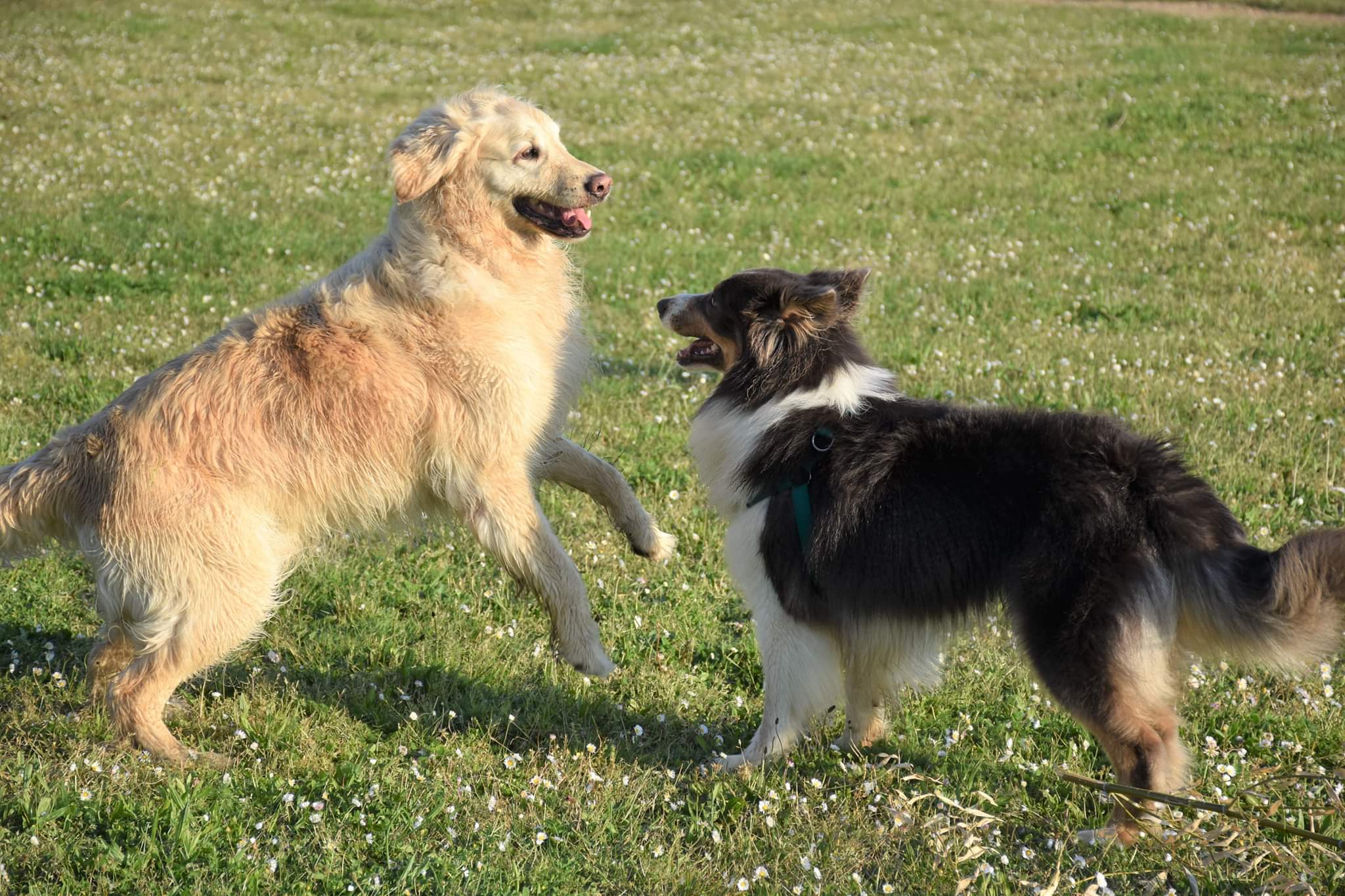 éducation et dressage de chiens Savoie